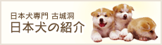 日本犬の紹介